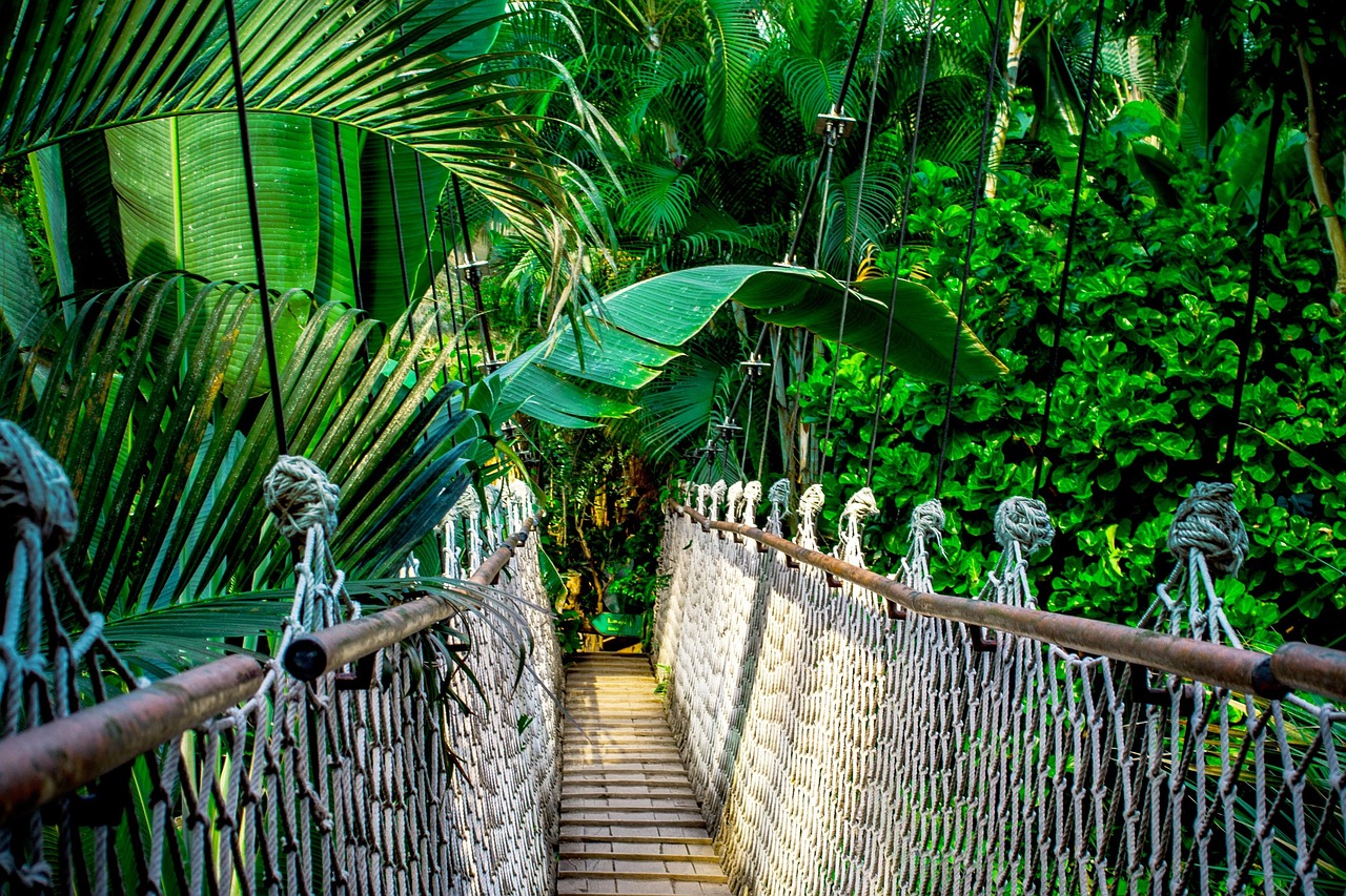 suspension bridge, rainforest, amazon, high ropes course, high, ropes, path, tropics, nature, palm trees, leaves, thailand, idyllic, forest, jungle, green, plants, bridge, rainforest, rainforest, amazon, thailand, jungle, jungle, jungle, jungle, jungle