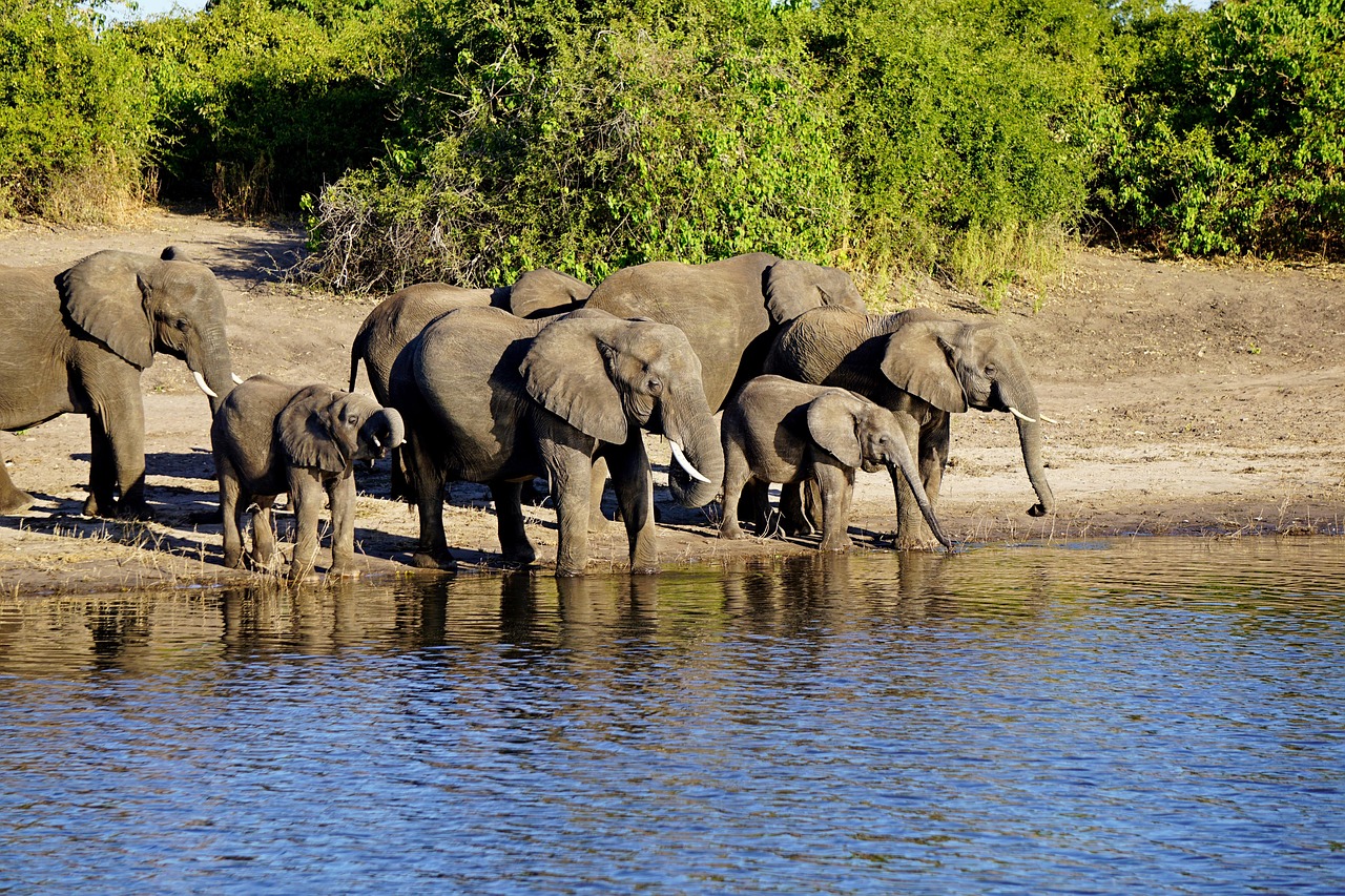 Top 12 Undiscovered River Cruises to Unveil Hidden Worlds chobe national park, botswana, elephant, africa, chobe national park, chobe national park, chobe national park, chobe national park, chobe national park