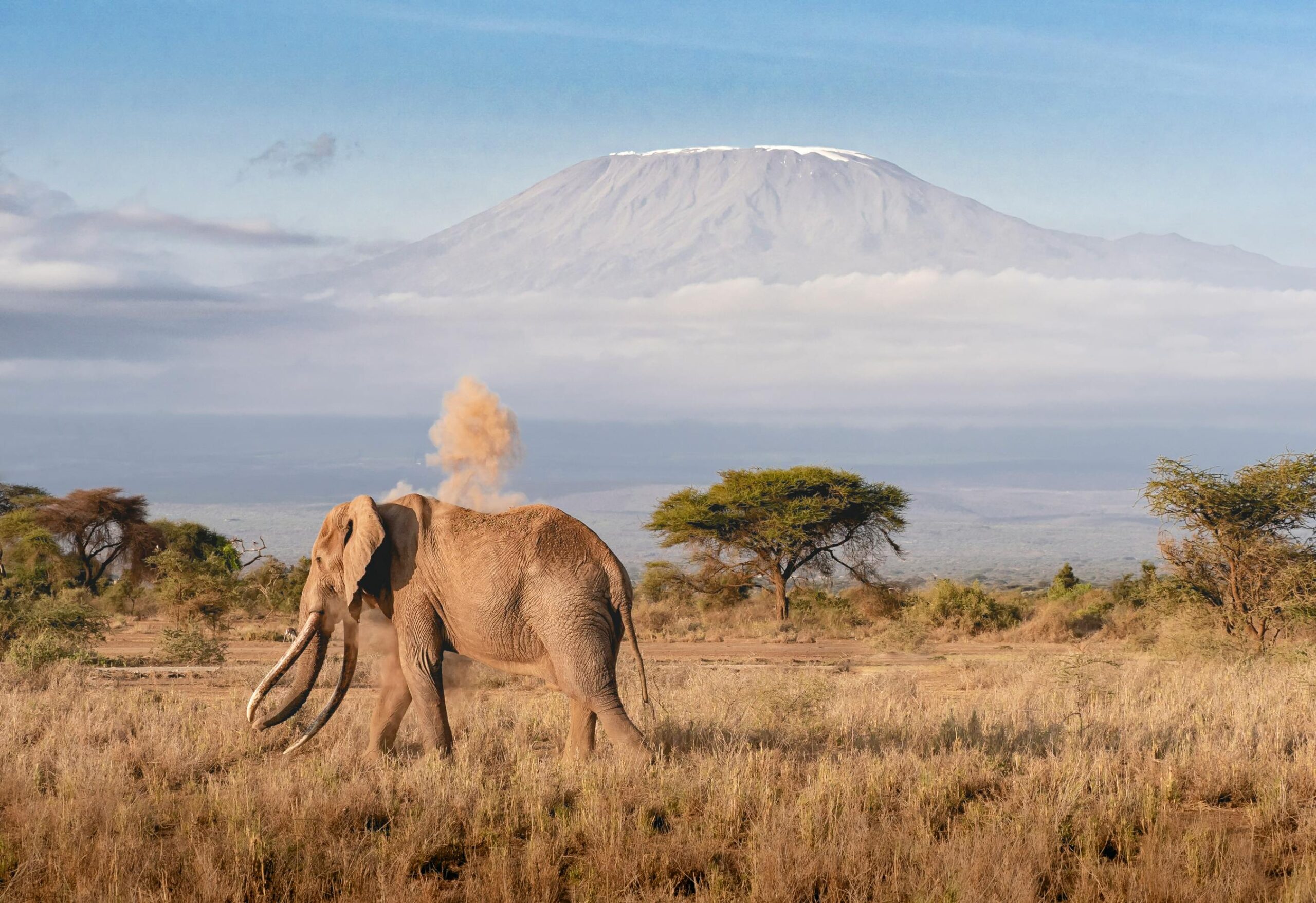 A stunning image of an elephant roaming the savanna with Mount Kilimanjaro in the background.